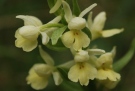 Dactylorhiza insularis